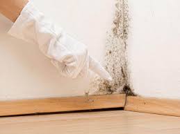 Why You Should Choose Our Mold Remediation Services in Duquesne, PA